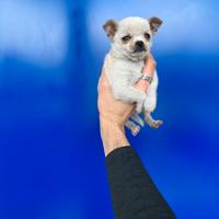 Cucciolo chihuahua bianco mini