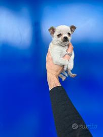 Cucciolo chihuahua bianco mini