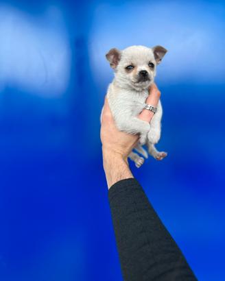Cucciolo chihuahua bianco mini