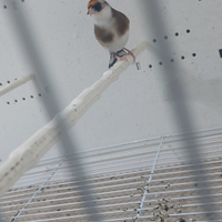 Cardellino femmina 2025