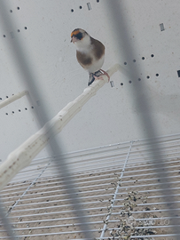 Cardellino femmina 2025