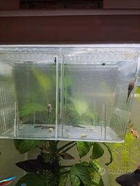 Ancistrus