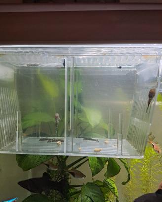 Ancistrus