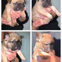 Cuccioli di bulldog francese