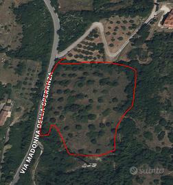 Terreno agricolo con uliveto