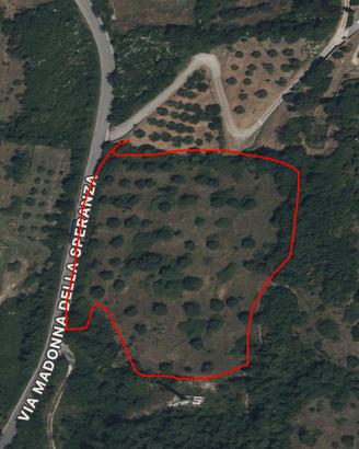 Terreno agricolo con uliveto