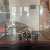 Vasca / terrario in vetro per tartaruga d acqua