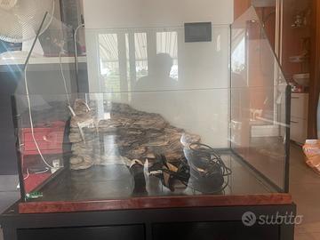 Vasca / terrario in vetro per tartaruga d acqua