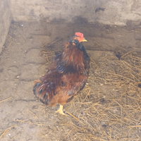 Gallo Araucana