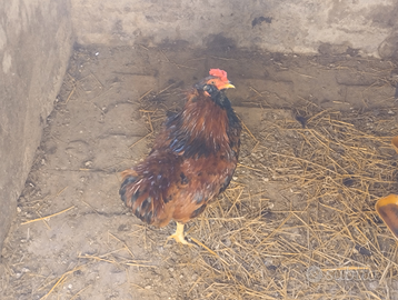 Gallo Araucana
