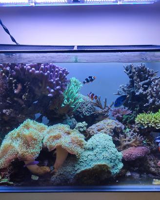 Acquario marino 