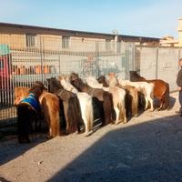 Disponibili vasta scelta di poni miny poni