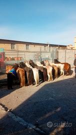 Disponibili vasta scelta di poni miny poni