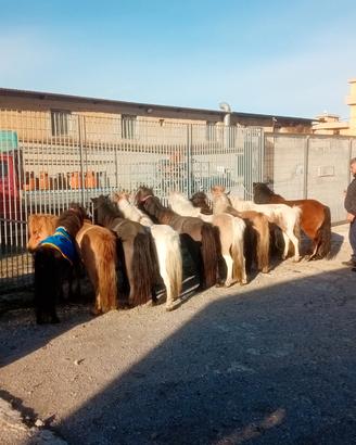 Disponibili vasta scelta di poni miny poni