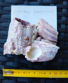 Cirripedi fossili e coralli 