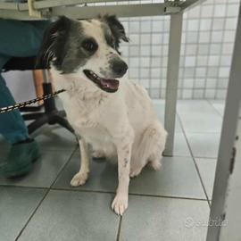 Border collie mix in adozione