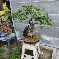 bonsai di carrubo