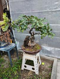bonsai di carrubo