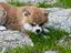 Immagine 6