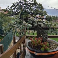 Bonsai quercia sughera