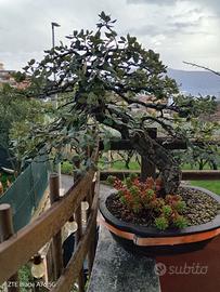 Bonsai quercia sughera