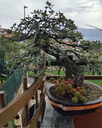 Bonsai quercia sughera