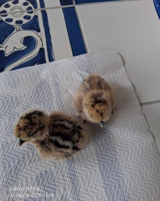 Pulcini perniciati moroseta