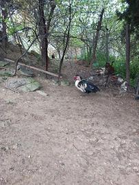 Disponibilità di una coppia di anatre mute se qual