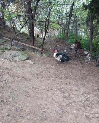 Disponibilità di una coppia di anatre mute se qual