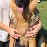 Ginger pastore tedesco pura 7 anni