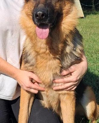 Ginger pastore tedesco pura 7 anni