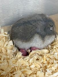 Criceti russi