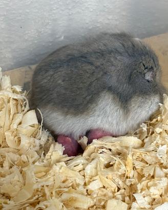 Criceti russi