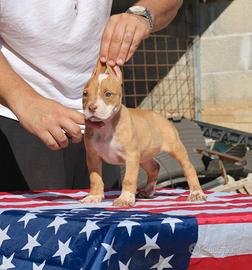 Pitbull UKC femmina