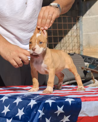 Pitbull UKC femmina