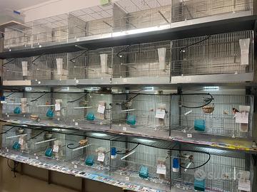 Gabbie batteria da 55