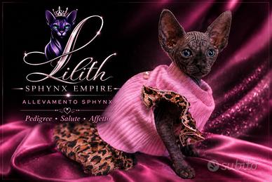 Cuccioli Sphynx Pedigree