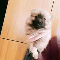 Spitz di pomerania toy