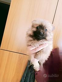 Spitz di pomerania toy