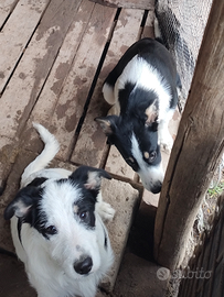 Cuccioli di Border Collie