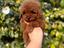 Immagine 16