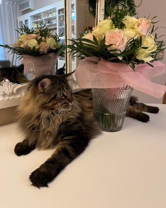 Gatto Maschio Maine Coon per Monta