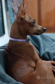 Pincher nano marrone