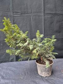 BONSAI
