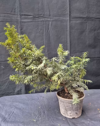 BONSAI