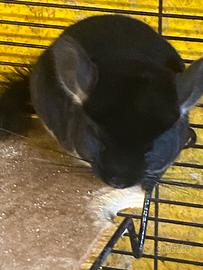 Cuccioli cincillà
