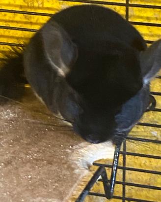 Cuccioli cincillà