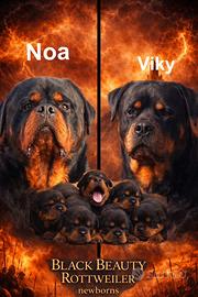 Rottweiler cuccioli