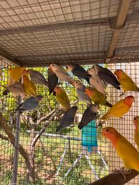 Pappagallini inseparabile agapornis