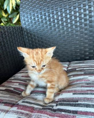 Gattino maschio